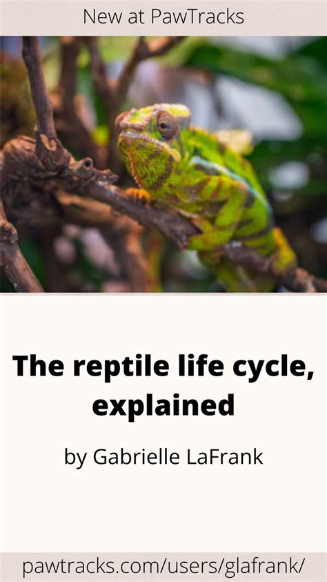 reptile explained|reptile synopsis.